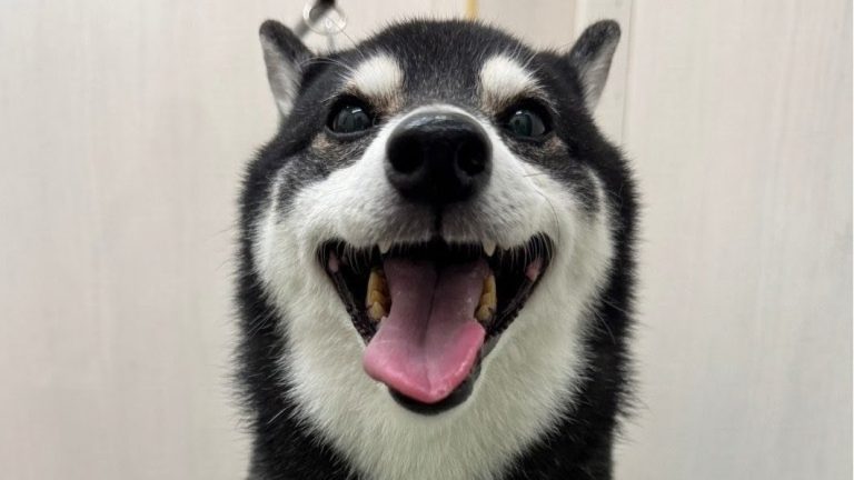 月イチのシャンプーで、スッキリさっぱり