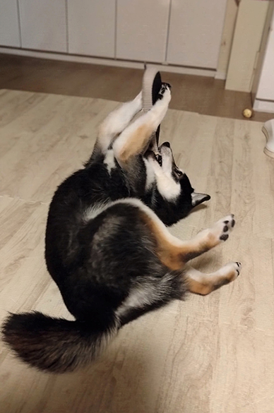 紋次郎写真