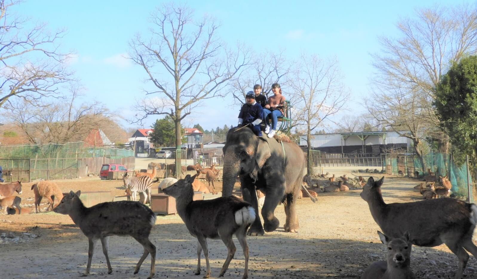 那須サファリパークに ゾウライド が登場 なるほどジャパン 文化放送