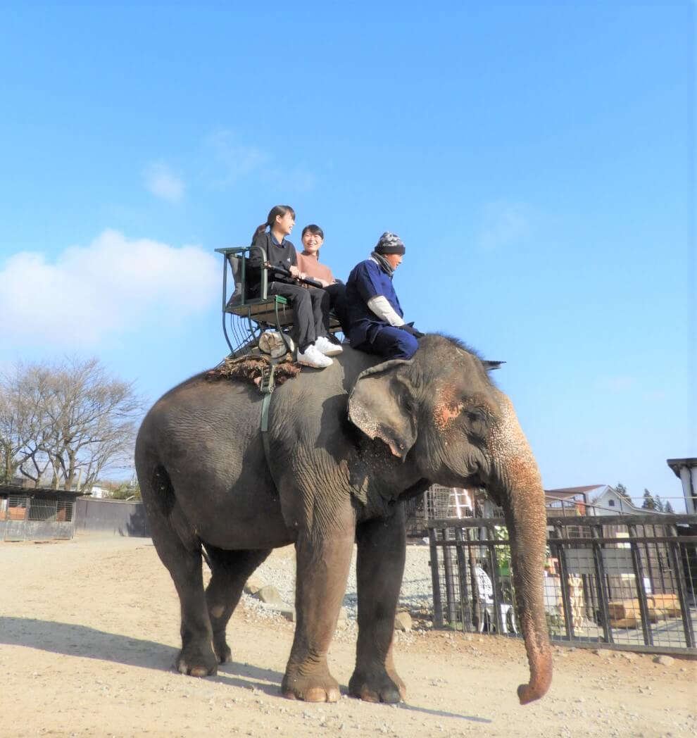 那須サファリパークに ゾウライド が登場 なるほどジャパン 文化放送
