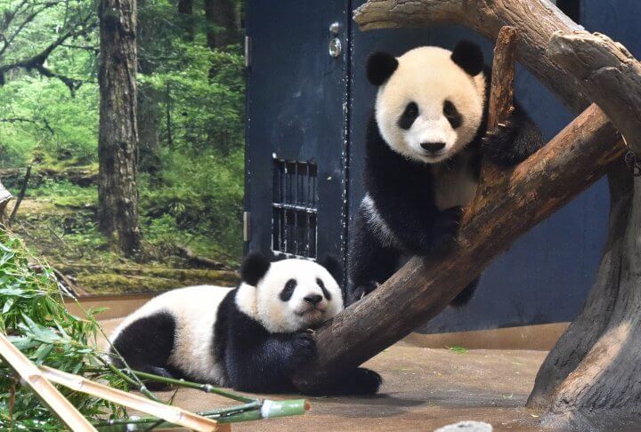 上野動物園にカンカンとランランが来て50年！