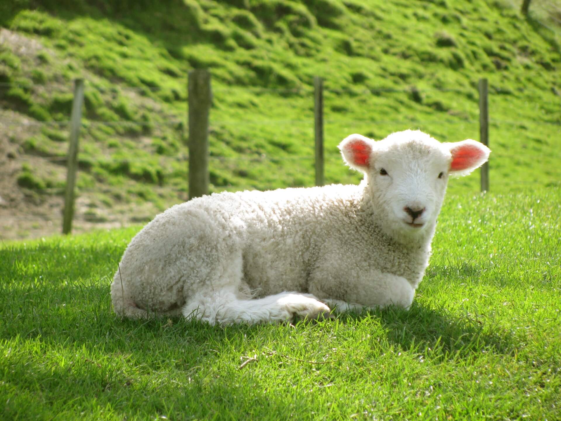 これもカーボンニュートラル？　笑い話ではなかった！ ニュージーランドで牛や羊の「げっぷ課税」案