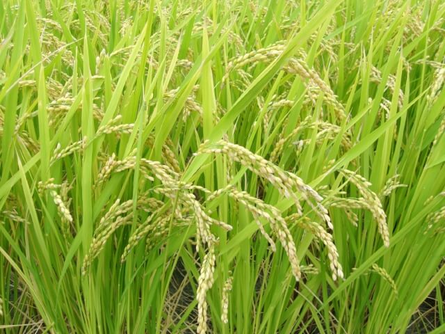 金子勝「おこめ券は多分転売されますよ」