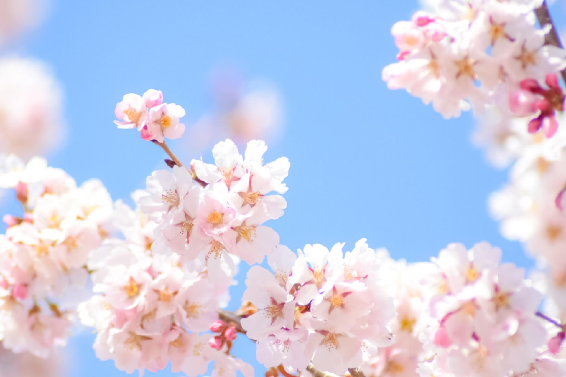 東京で桜が開花、さあ、今年はどうお花見する？ コロナ対策忘れずに……