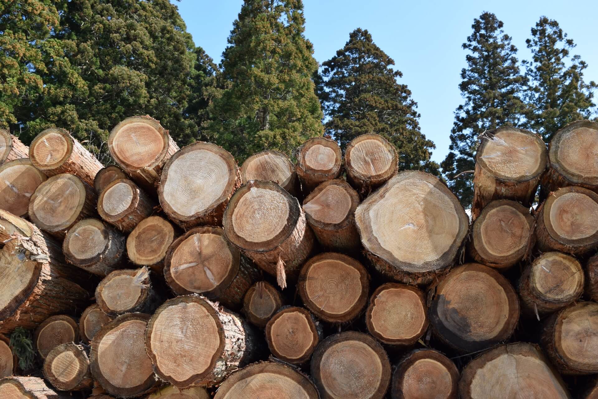輸入木材の不足で国産需要が増加　“ウッドショック”が日本の林業を救う！？