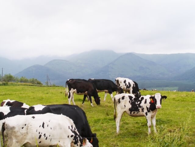 酪農家が二重苦直面　乳牛の早期リタイアを促す交付金で打開できる？