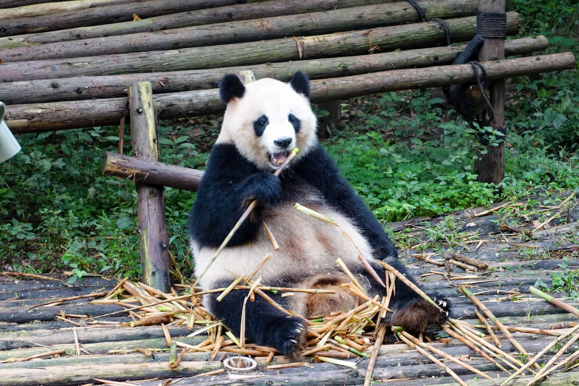 「テレビでパンダ、パンダと煽っても効いてない」高市内閣が高支持率キープ