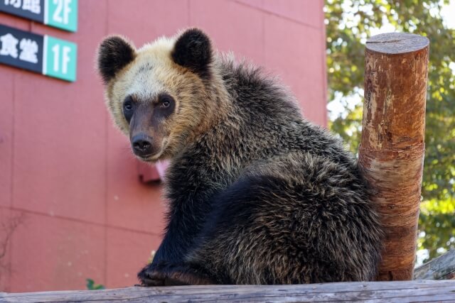 都内でクマの目撃情報が急増…大竹まこと「小池知事のコメントはのんき過ぎるのでは？」