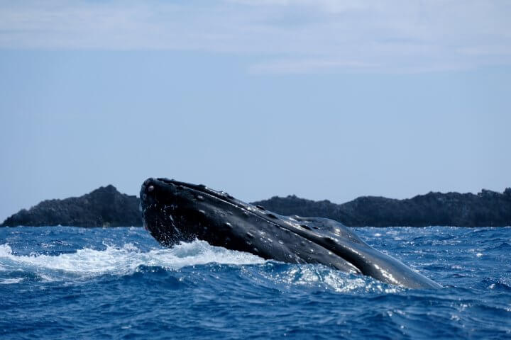 「イルカは、ほぼ人間」ドイツ人の言葉に武田砂鉄ビックリ！ドイツの「クジラ問題」とは？