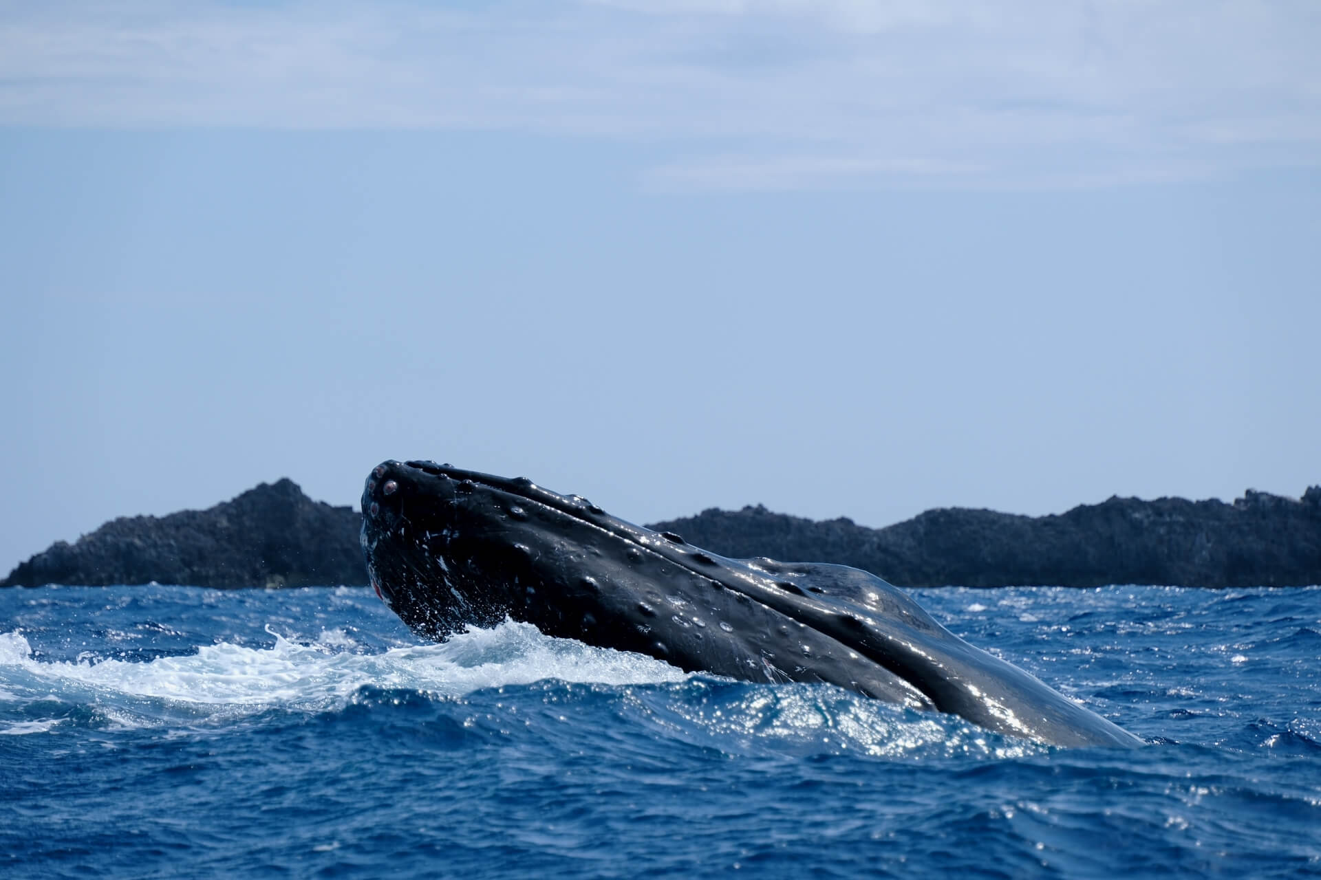 「イルカは、ほぼ人間」ドイツ人の言葉に武田砂鉄ビックリ！ドイツの「クジラ問題」とは？
