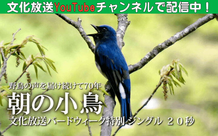 『朝の小鳥』70年を記念した「文化放送 バードウィーク」が幕。鳥の声による特別ステーションジングルが好評、YouTubeでの配信も