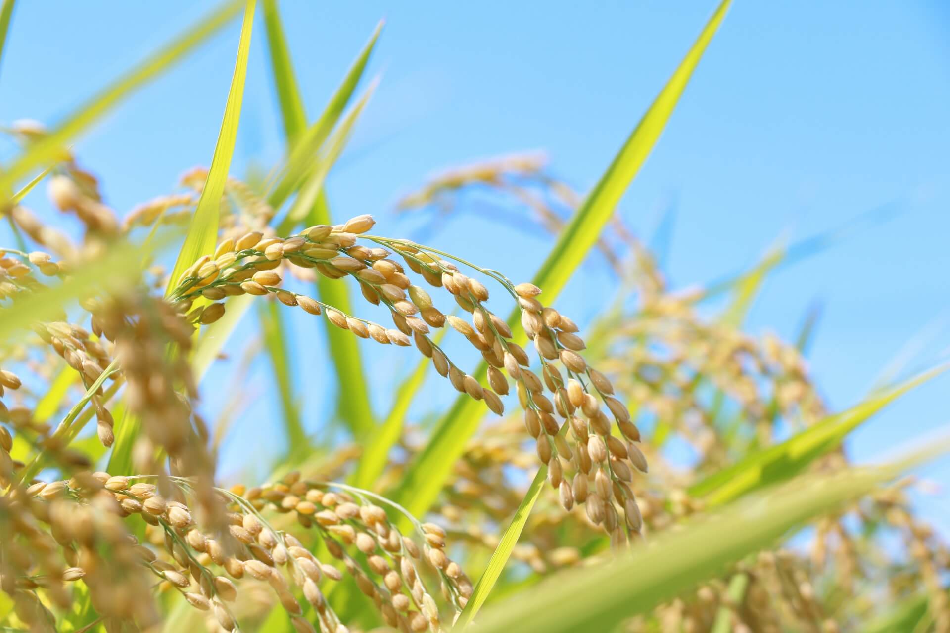 大竹まこと「食料自給率から見ても作らなければいけない」おこめ券を巡る政策に懸念