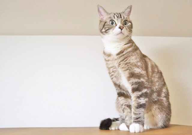 「猫いなかったら100%離婚」「うちも！」落語家・春風亭一蔵と水谷アナが意気投合？