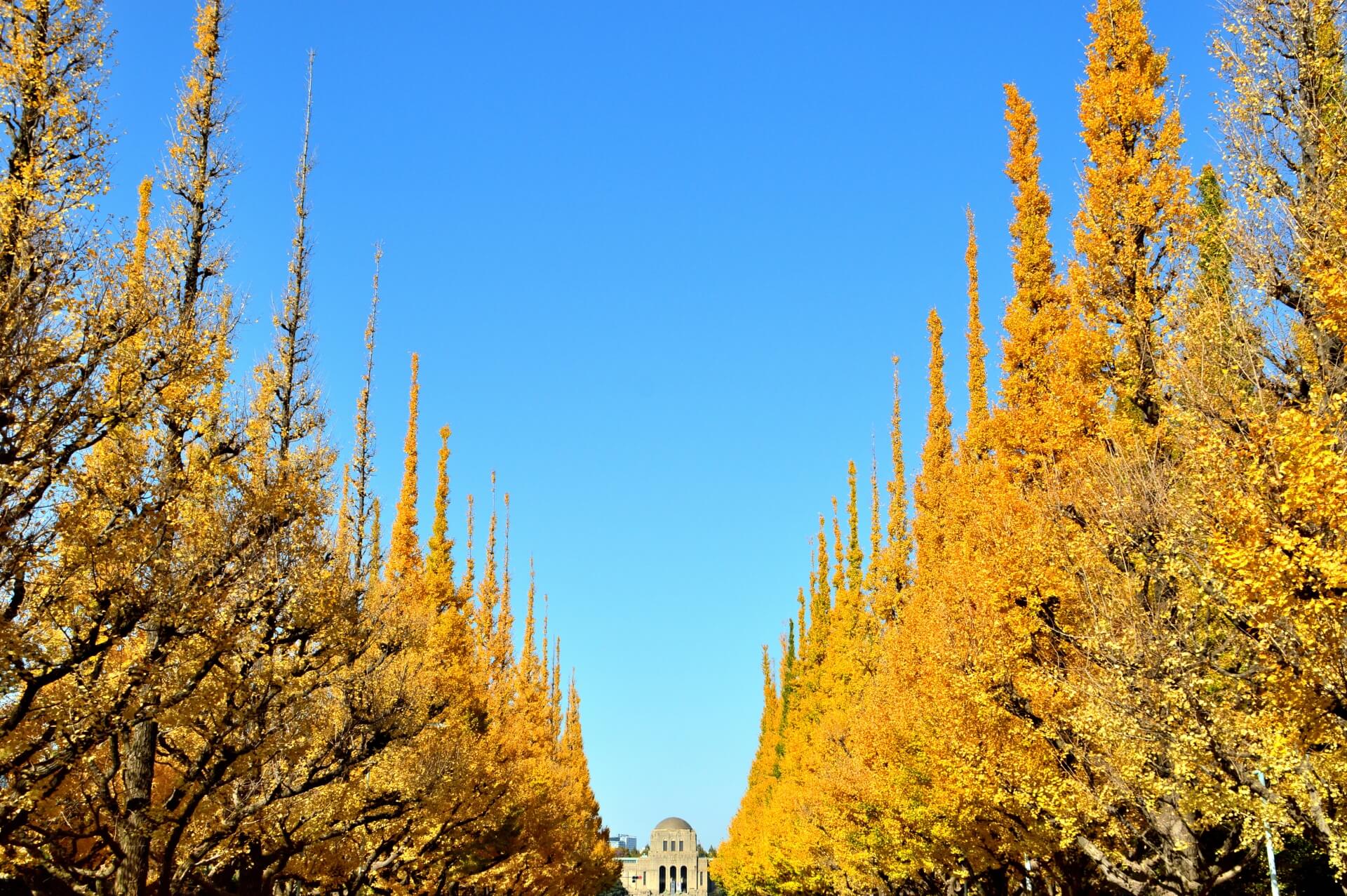 神宮外苑、歴史ある樹木1000本伐採の都市計画は「フェアプレイじゃない」―中央大学研究開発機構・石川幹子機構教授―