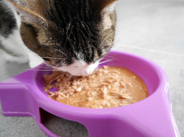 人気のおすすめキャットフード11選!【2025年最新】子猫からシニアまで安心できる選び方も 人気のおすすめキャットフード11選!【2025年最新】子猫からシニアまで安心できる選び方も