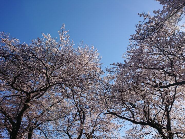 【お天気気象転結】花散らしの雨　芽吹きの春