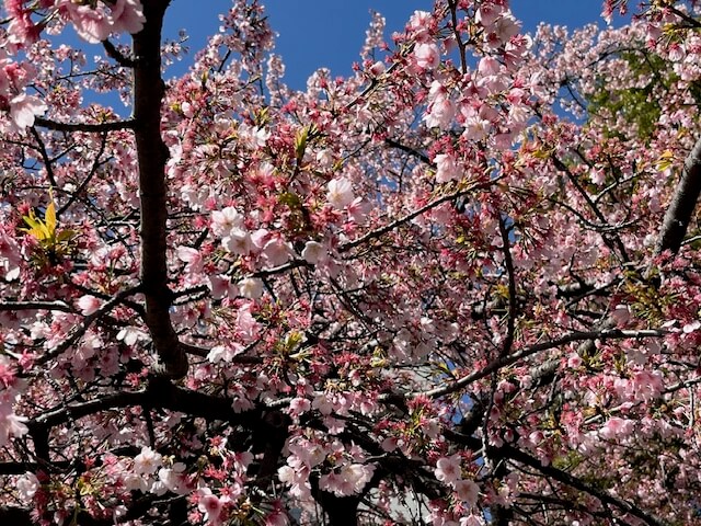 【お天気気象転結】桜の開花は…いよいよ秒読み？