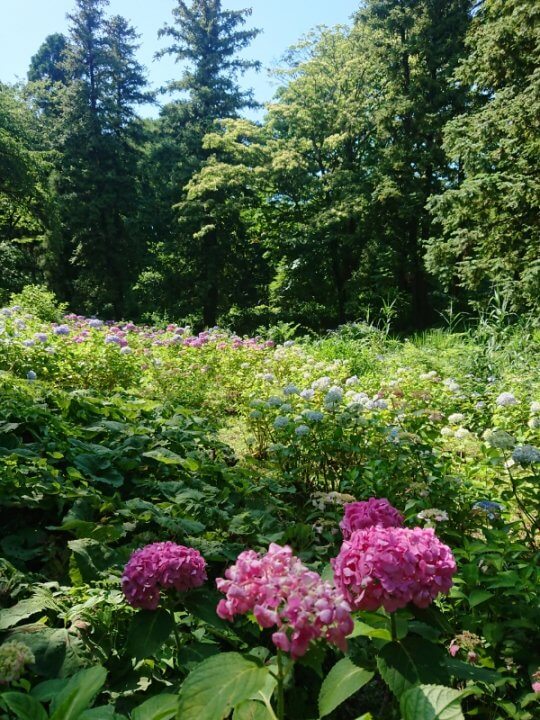 【お天気気象転結】梅雨と紫陽花