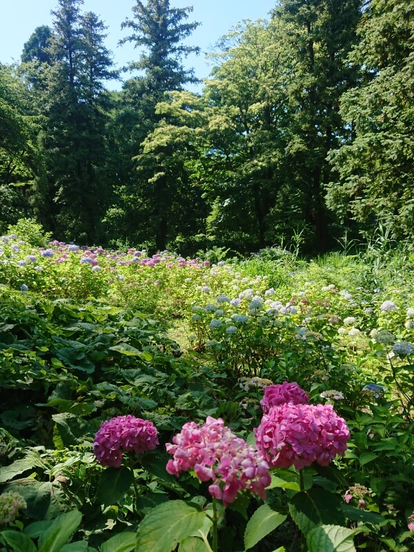 【お天気気象転結】梅雨と紫陽花