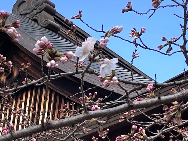 東京で桜の標本木　開花