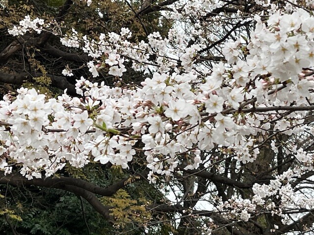 【お天気気象転結】春に3日の晴れなし…東京の桜は満開！