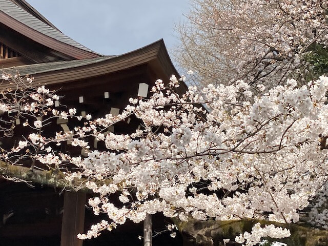 東京のサクラ満開となりました