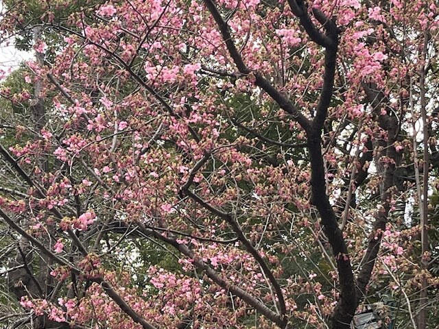 【お天気気象転結】桜開花ラッシュ…旅立ちのシーズンです！