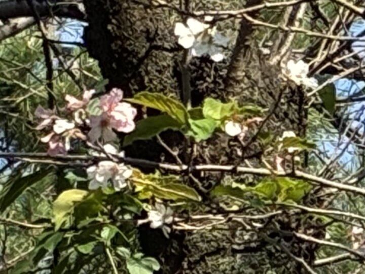 【お天気気象転結】上野公園のソメイヨシノ、季節外れの開花！