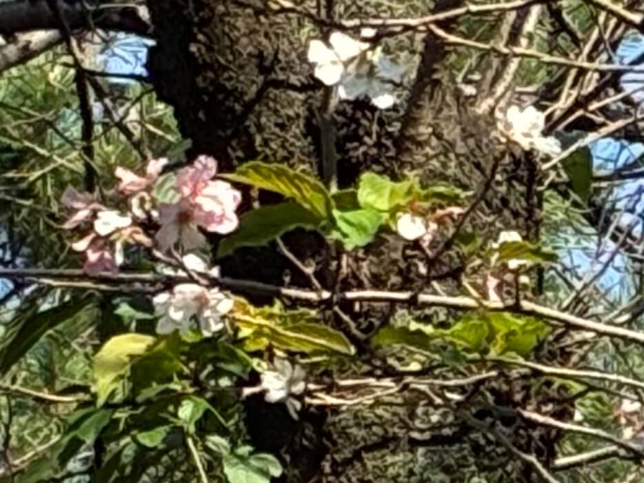 【お天気気象転結】上野公園のソメイヨシノ、季節外れの開花！