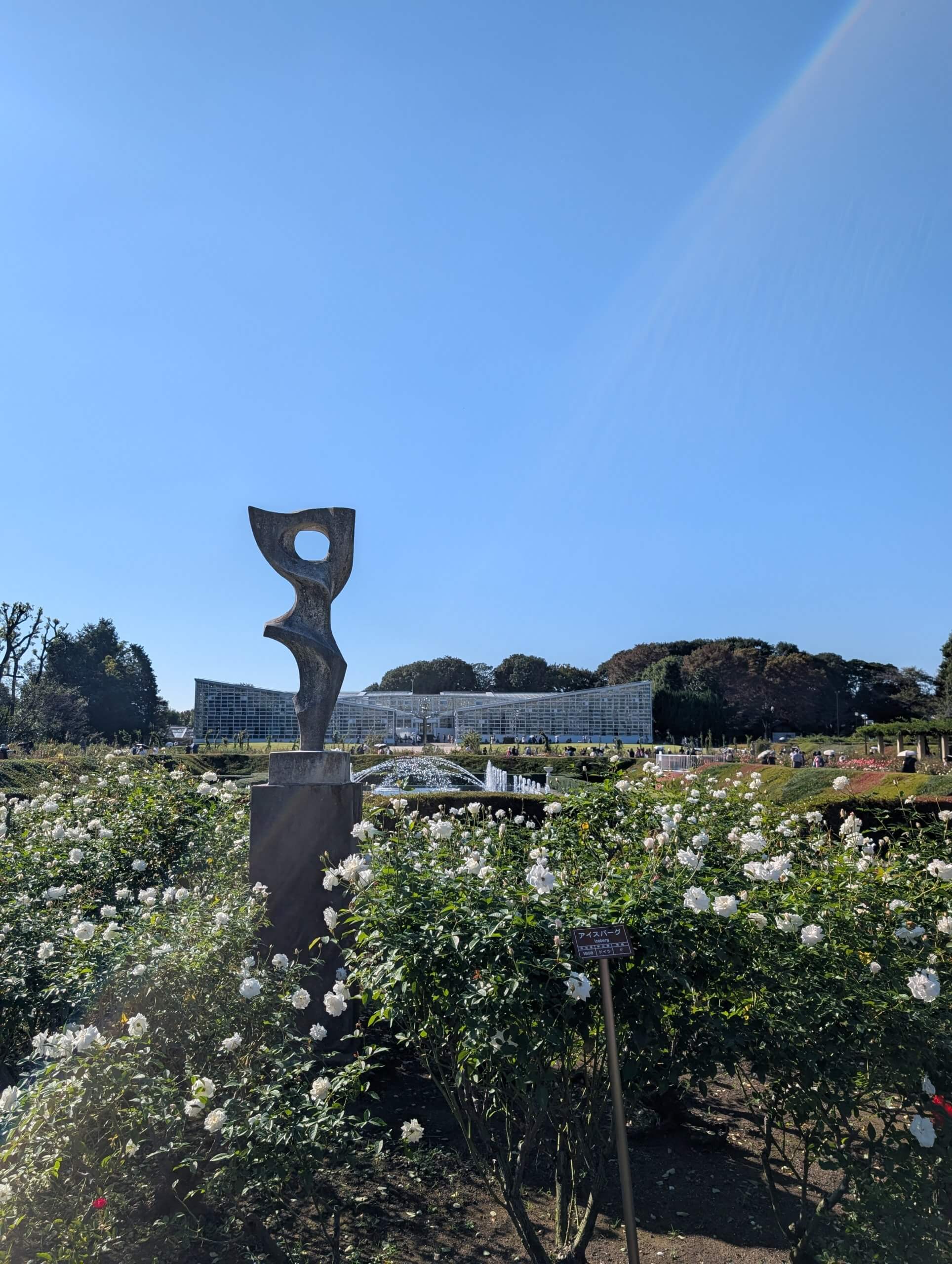 【お天気気象転結】たっぷりの日差しと秋バラ！