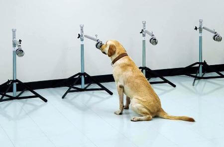 コロナ探知犬に「すごいですね」タイでの研究でビックリ ~6月8日「おはよう寺ちゃん」 コロナ探知犬に「すごいですね」タイでの研究でビックリ ~6月8日「おはよう寺ちゃん」